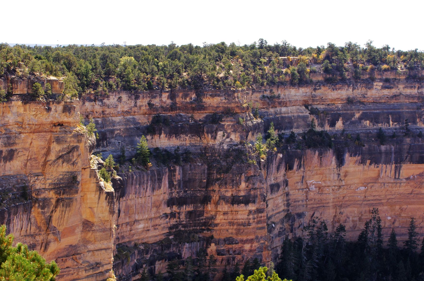 Trees on the cliffs edge